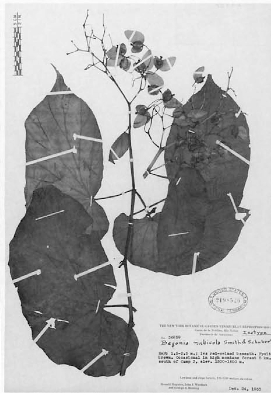 B. nubicola